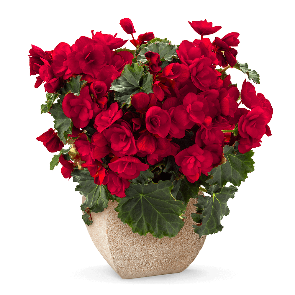 FAVPNG flower bouquet red rose floristry 7kPm1TNE 1 Tanaman Hias